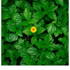 Leaves