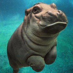 Funny & Amazing Planet
