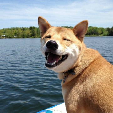 La colección de videos divertidos