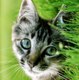 liveofcats
