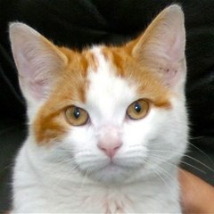 jack-mcneill