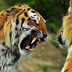 Animal compilation