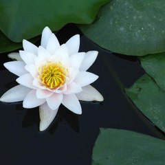 Wang Hao