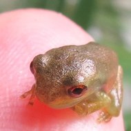 Backyard Animals and Nature