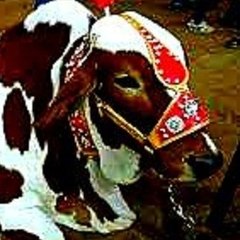 Cattlesexpo