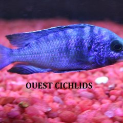 Cichlidsouest