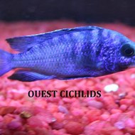 Cichlidsouest
