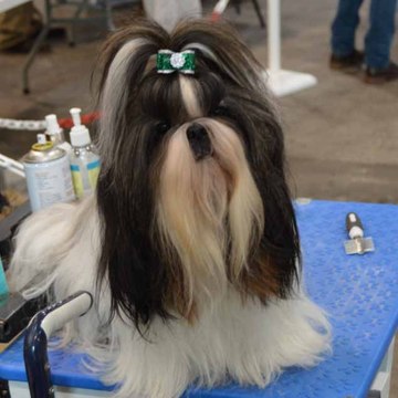 Hannabelle shih tzu