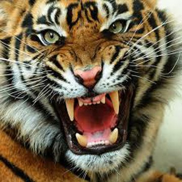Animal Nature Documentary