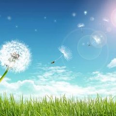 Sunnydays