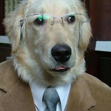 Dailymotion Pets