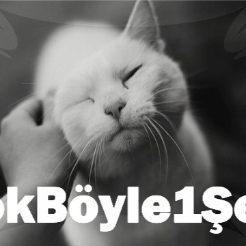 Yokboyle1sey