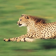 Animal Documentary
