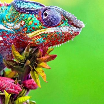 animal WORLD