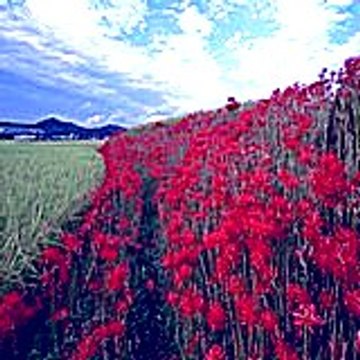 Buhapo