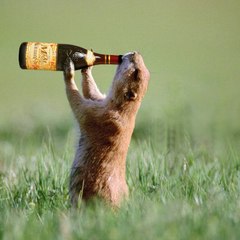 Animal Fun