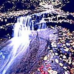 Rosaennmurchie34