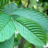 Kratom Info