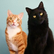 ColeandMarmalade