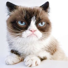 Funy cat