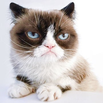 Funy cat