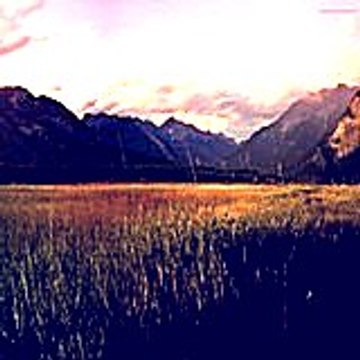 Bidimo