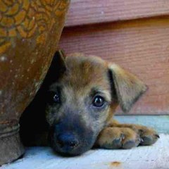 Happy Dogs Koh Chang