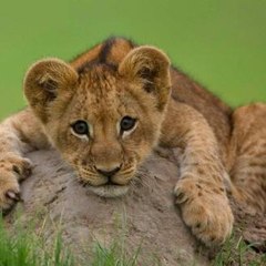 FOREST ANIMALS