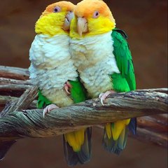 Mansoorkhantareen323