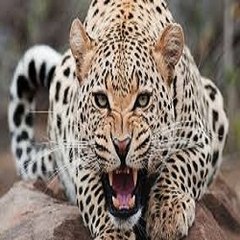 Wild Animals
