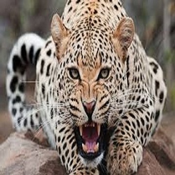 Wild Animals