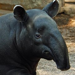 tapirtoon