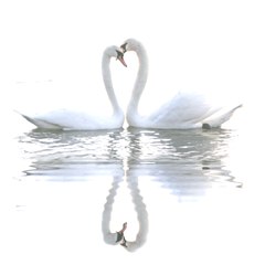 Amanda Ward