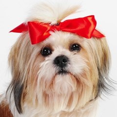 Funny dogs - Смешные собаки