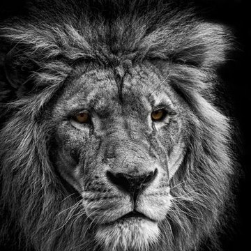 Animal İsland