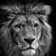 Animal İsland