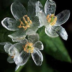bluecharlieblue