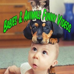 Insane Funny Videos
