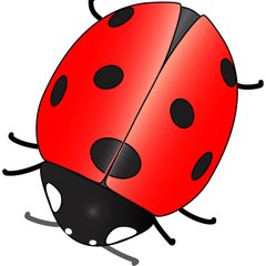 Pica Pau Fan Channel