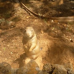 Cutxi Animals