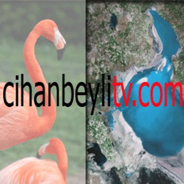 cihanbeylitv.com