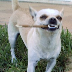 Funnymals