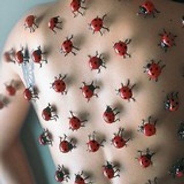 Coccinelle