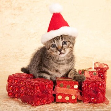 Smartfamilypets