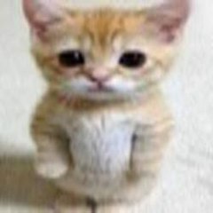 猫 神