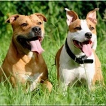 Of Good Molosses Kennel's