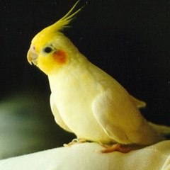 قناة مشروح