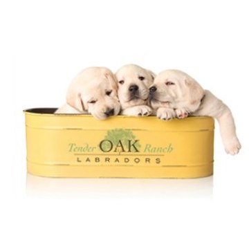 Tenderoaklabradors
