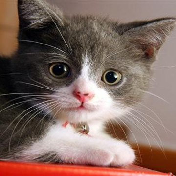 Funny Pet Pranks