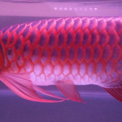 Giska Arowana Network